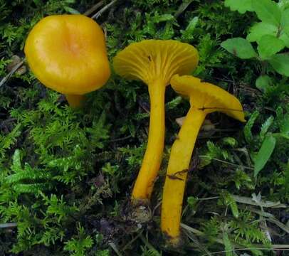 Слика од Cantharellus minor Peck 1872