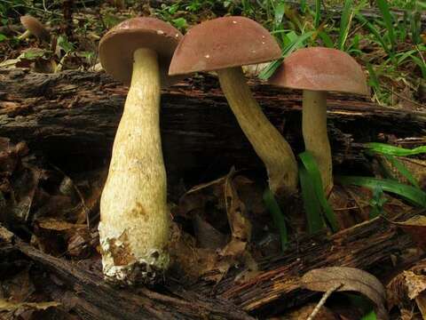 Image of Reddish brown bitter bolete