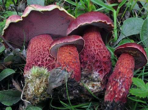 Image de Butyriboletus frostii (J. L. Russell) G. Wu, Kuan Zhao & Zhu L. Yang 2016