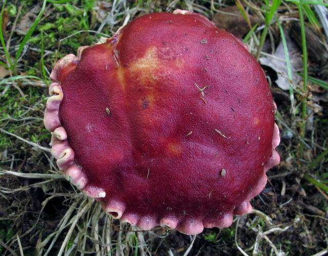 Image de Butyriboletus frostii (J. L. Russell) G. Wu, Kuan Zhao & Zhu L. Yang 2016