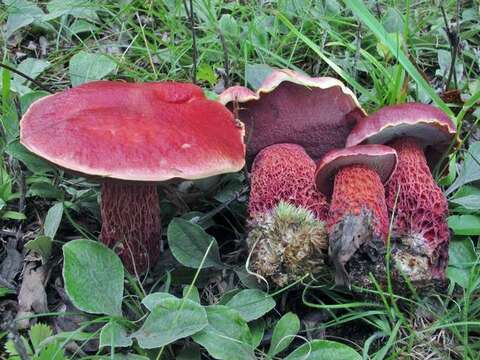 Image de Butyriboletus frostii (J. L. Russell) G. Wu, Kuan Zhao & Zhu L. Yang 2016