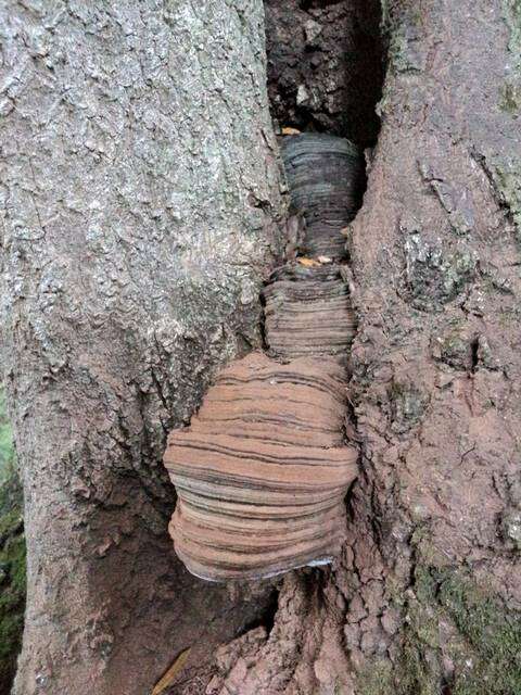 Image of Ganoderma