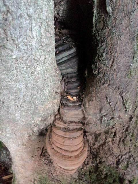 Image of Ganoderma