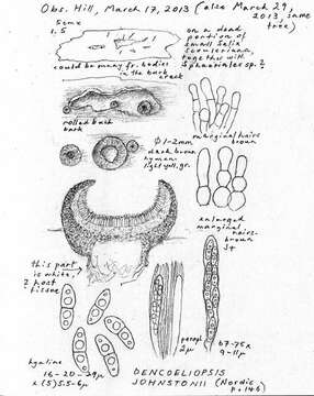 Imagem de Dencoeliopsis