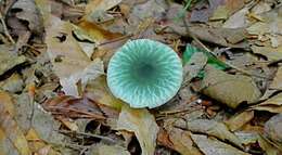 Image of Russula parvovirescens Buyck, D. Mitch. & Parrent 2006