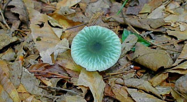 Image of Russula parvovirescens Buyck, D. Mitch. & Parrent 2006