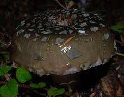 Sivun Russula griseoviridis McNabb 1973 kuva