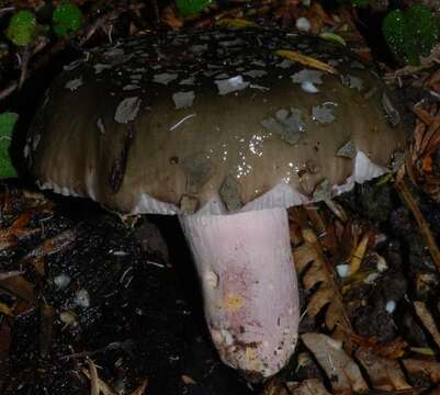 Image of Russula griseoviridis McNabb 1973