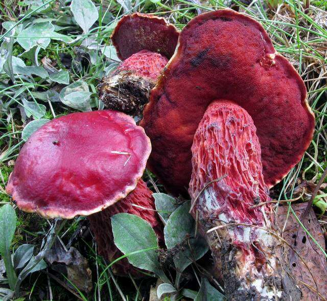 Image de Butyriboletus frostii (J. L. Russell) G. Wu, Kuan Zhao & Zhu L. Yang 2016