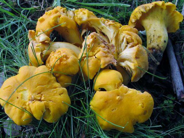 Image of Cantharellus lateritius (Berk.) Singer 1951