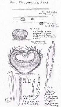 Image of Hyaloscyphaceae