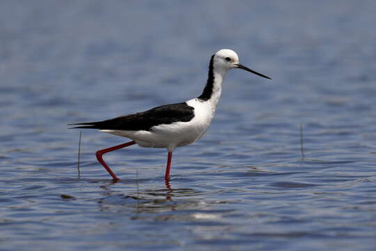 Image of Pied Stilt