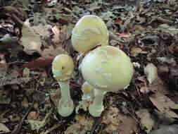 Image of Amanita velatipes G. F. Atk. 1900