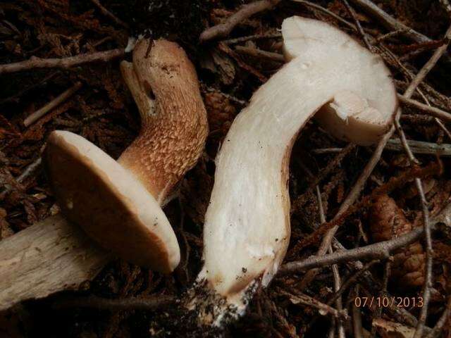 Imagem de Tylopilus