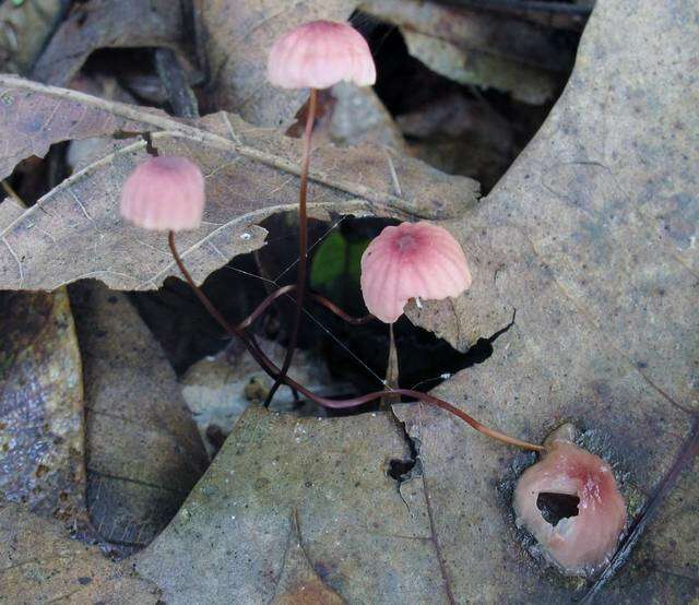 Image of Marasmius pulcherripes Peck 1872