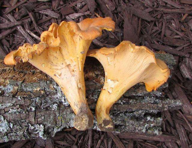 Image of Cantharellus lateritius (Berk.) Singer 1951