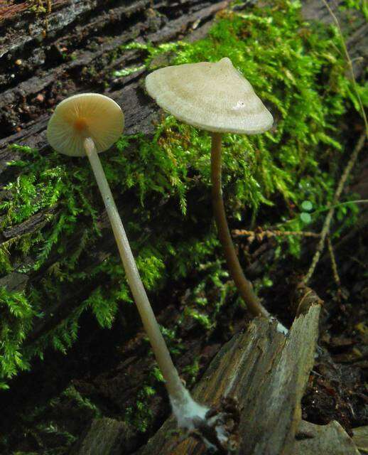 Image of Entoloma conicum (Sacc.) Hesler 1967