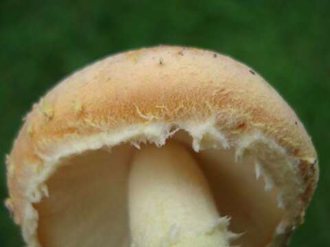 Image de Amanita wellsii (Murrill) Murrill 1920