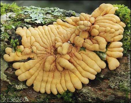 Hypocreopsis rhododendri Thaxt. 1922的圖片