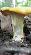 Image of Cantharellus phasmatis Foltz & T. J. Volk 2013