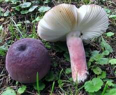 Image of Russula mariae Peck 1919