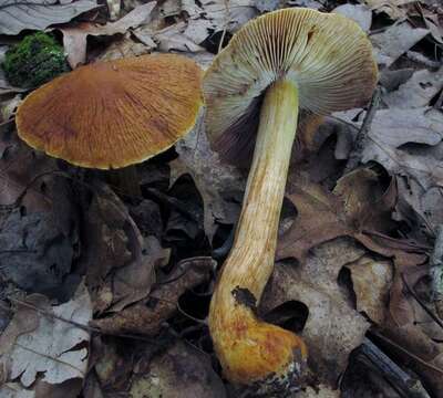 Image of Cortinarius corrugatus Peck 1872