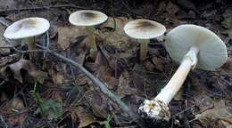 Image of Cleft-footed Amanita