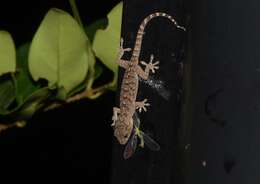 Image of Peking Gecko