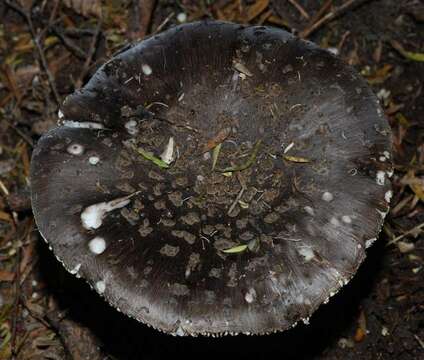 Image of Amanita nothofagi G. Stev. 1962