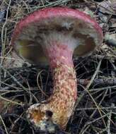 Image of Clinton’s boletus