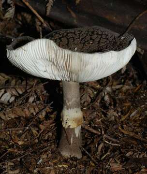 Image of Amanita nothofagi G. Stev. 1962