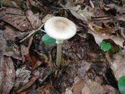 Imagem de Amanita solaniolens H. L. Stewart & Grund 1974