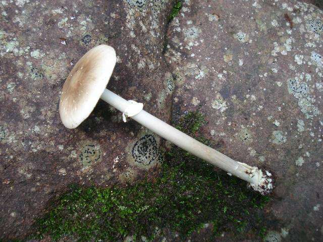 Image of Amanita solaniolens H. L. Stewart & Grund 1974