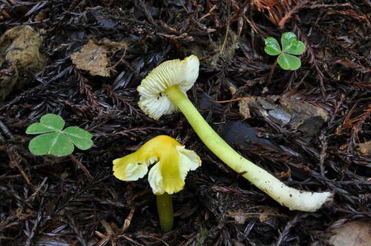 Image of Hygrocybe virescens (Hesler & A. H. Sm.) Montoya & Bandala 2007