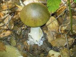 Image of Amanita