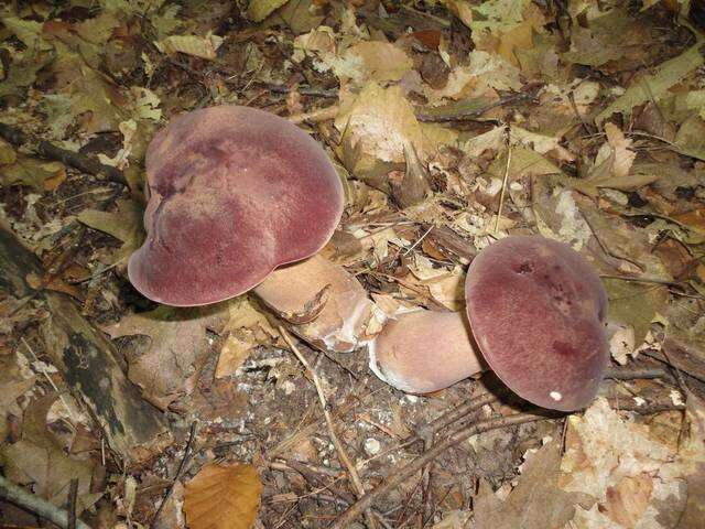 Imagem de Tylopilus rubrobrunneus Mazzer & A. H. Sm. 1967