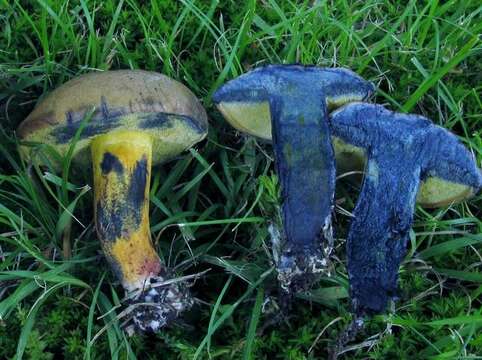 Image of Cyanoboletus