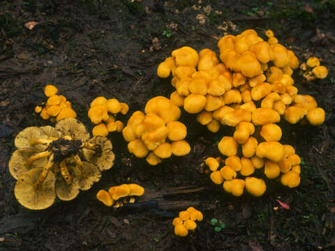 Image of Hypholoma