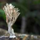 Lentaria micheneri (Berk. & M. A. Curtis) Corner 1950 resmi