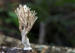 Lentariaceae resmi