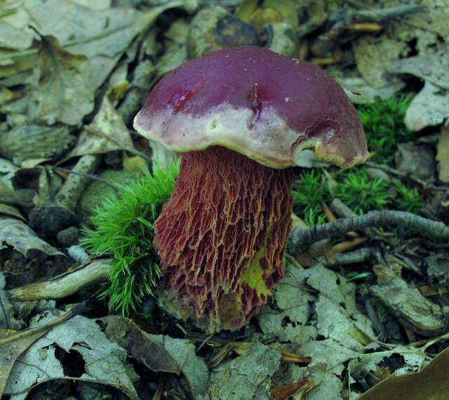 Image de Butyriboletus frostii (J. L. Russell) G. Wu, Kuan Zhao & Zhu L. Yang 2016