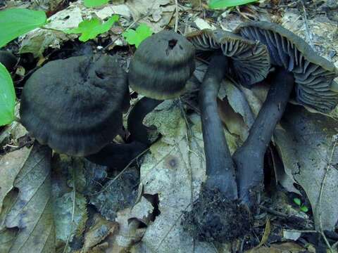 Image of Neohygrocybe