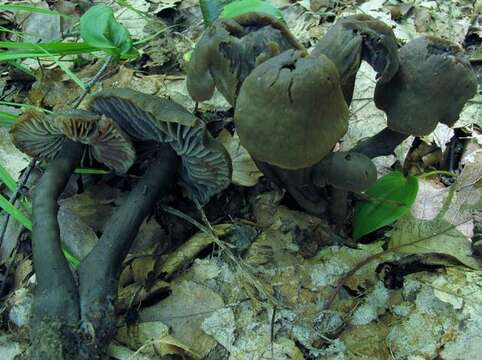 Image of Neohygrocybe