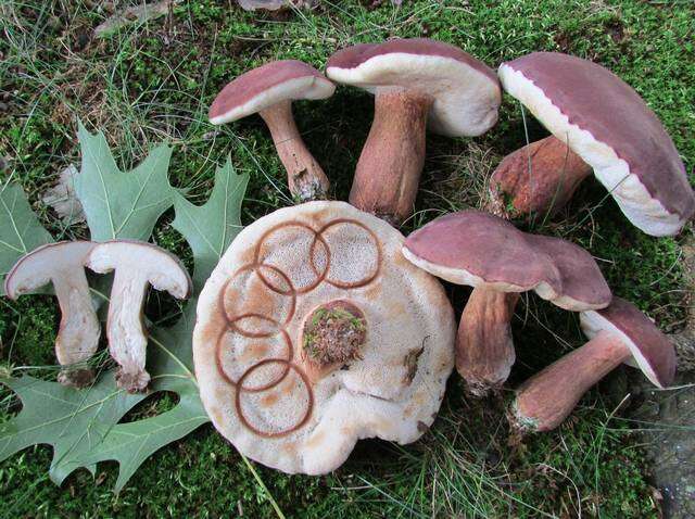 Image of Tylopilus badiceps (Peck) A. H. Sm. & Thiers 1971