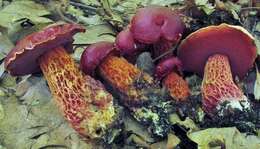 Image de Butyriboletus frostii (J. L. Russell) G. Wu, Kuan Zhao & Zhu L. Yang 2016