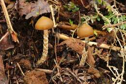 Image of Psilocybe zapotecorum R. Heim 1957