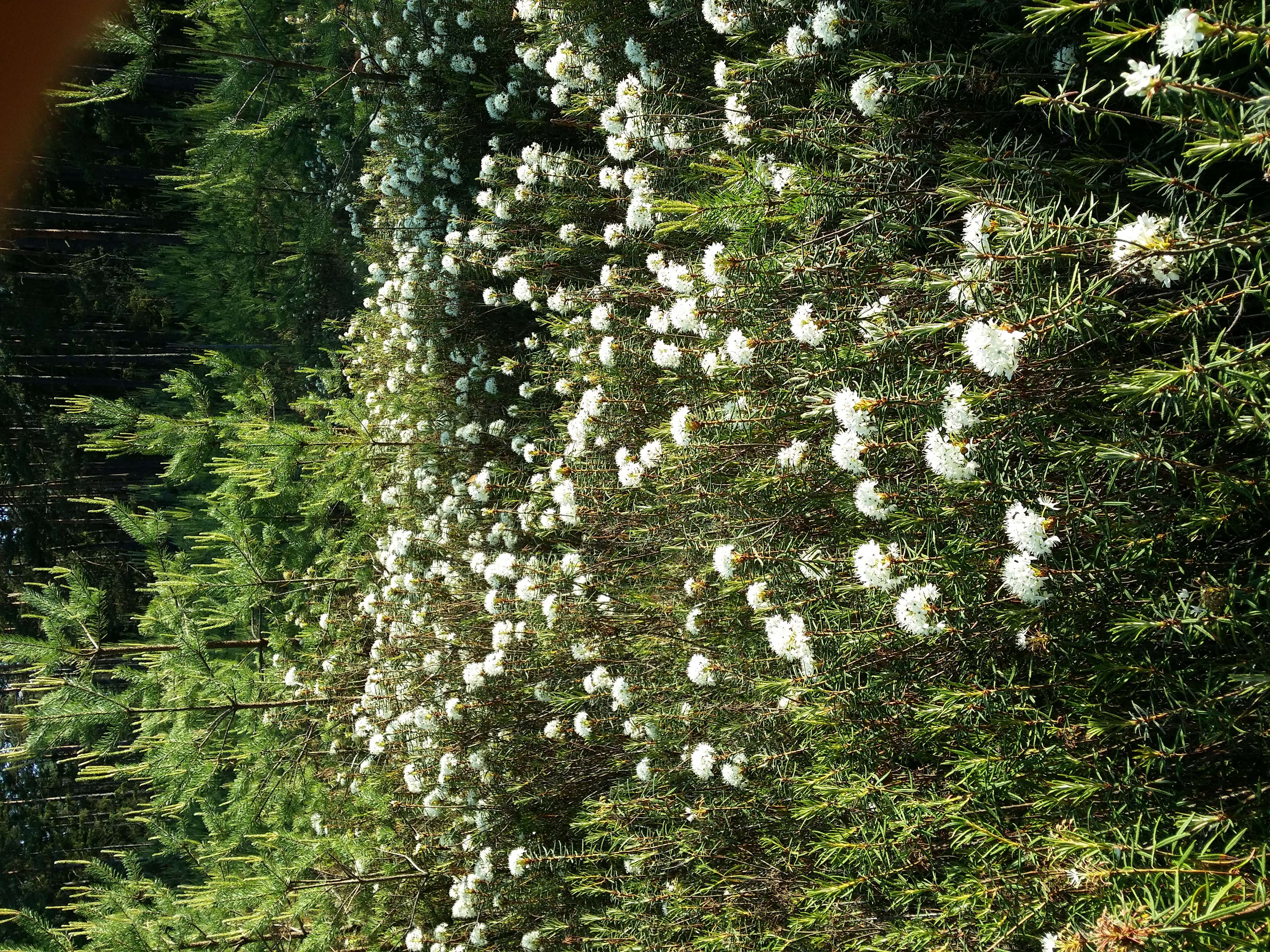 Imagem de Rhododendron tomentosum (Stokes) Harmaja