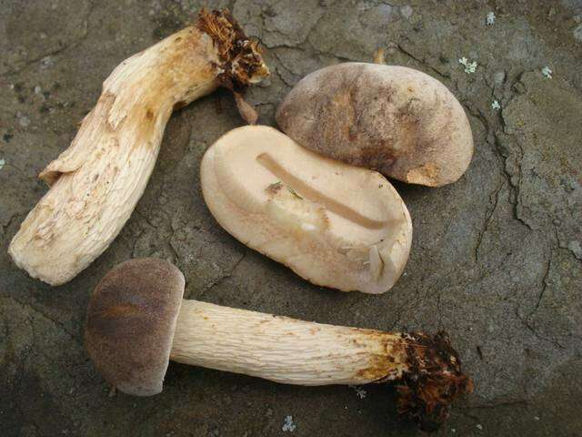 Слика од Retiboletus