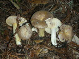 Слика од Lactarius californiensis Hesler & A. H. Sm. 1979