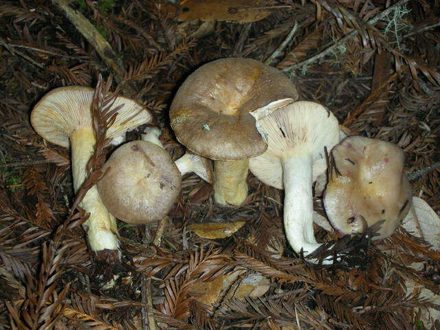 Image de Lactarius californiensis Hesler & A. H. Sm. 1979